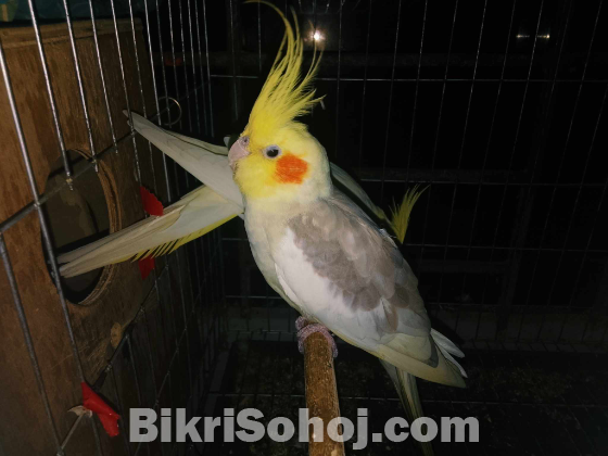 Running pair Cockatiel Bird for sale